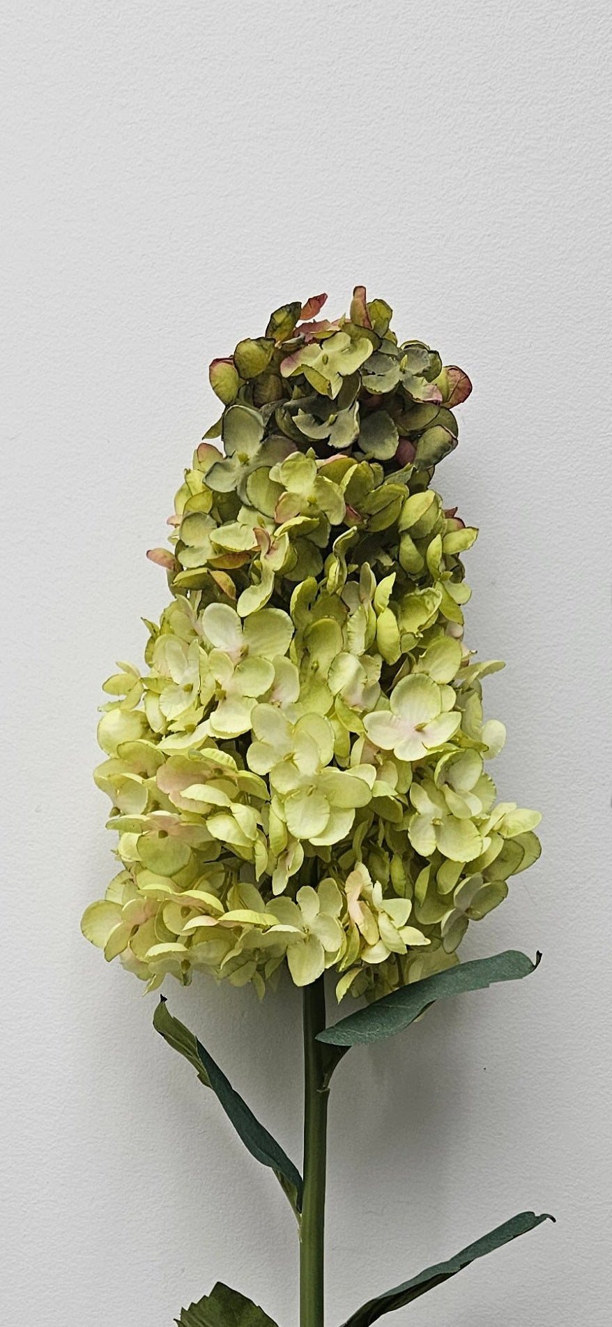 Silk Large Cone Hydrangea