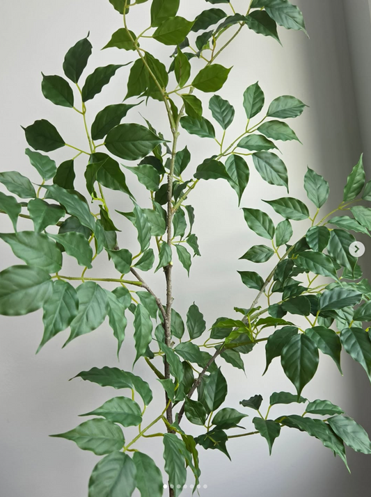 Ficus leaf branch, green