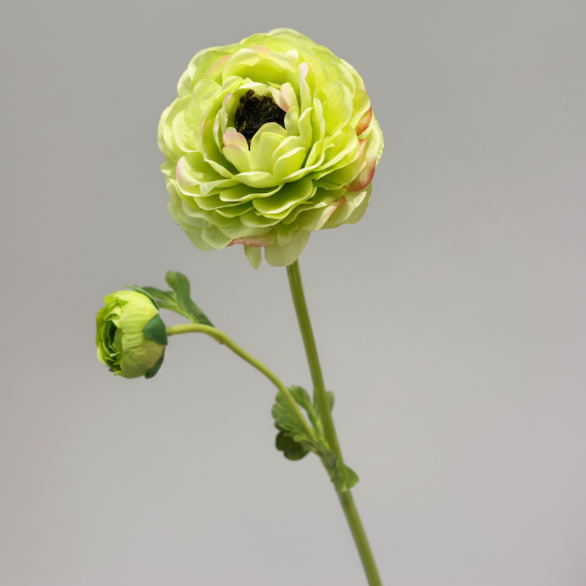 Silk Ranunculus