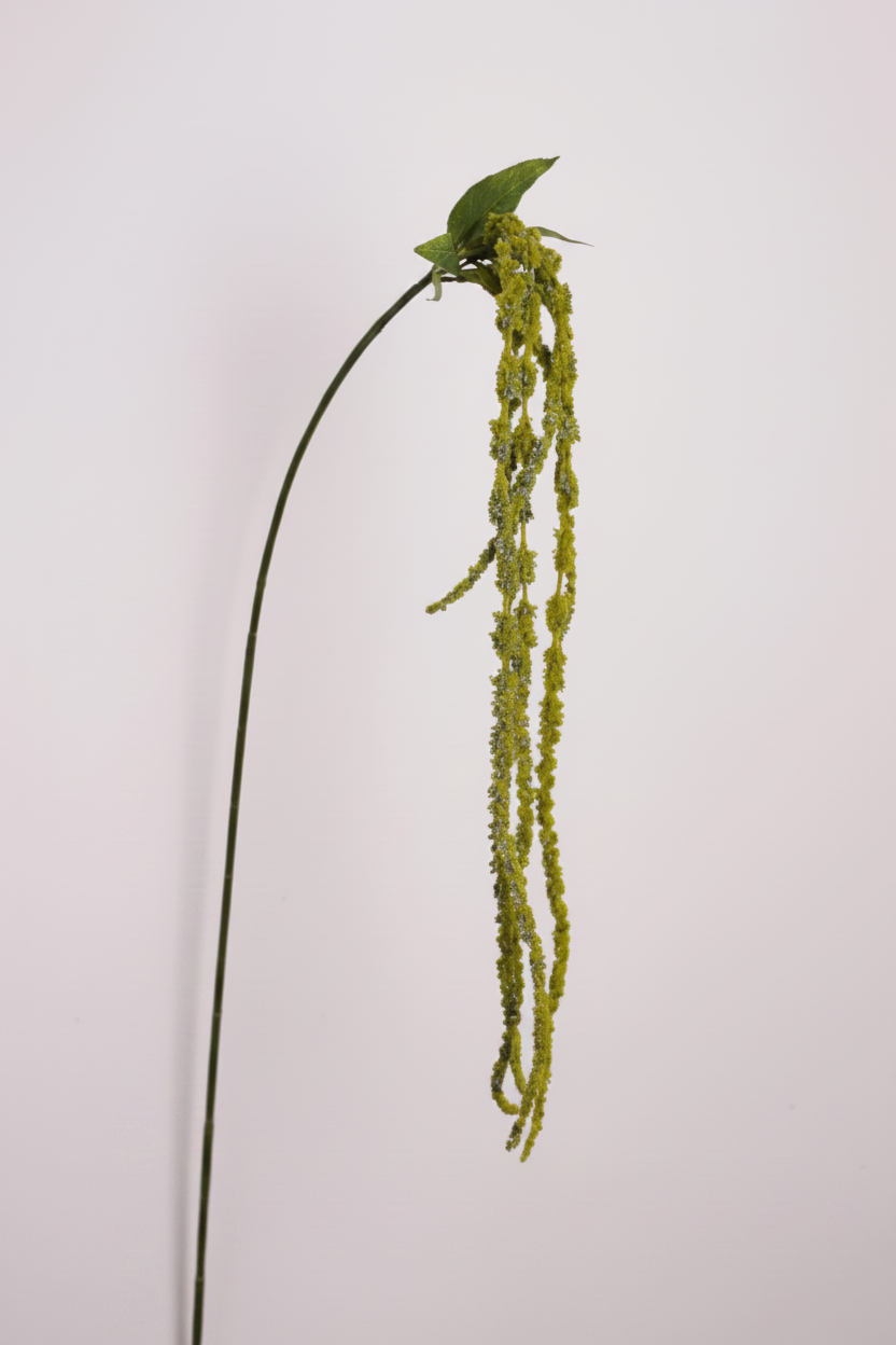 Silk Amaranthus