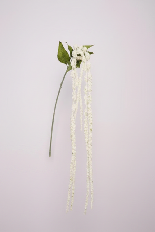 Silk Amaranthus