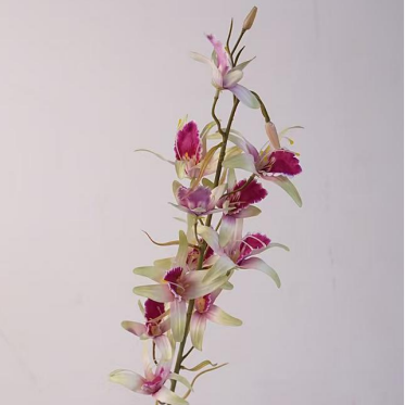 Silk Dancing Orchid