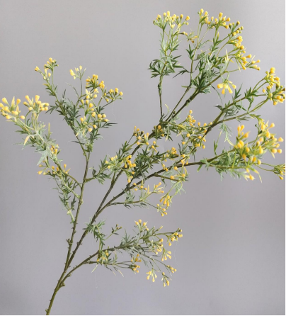 Silk Boronia