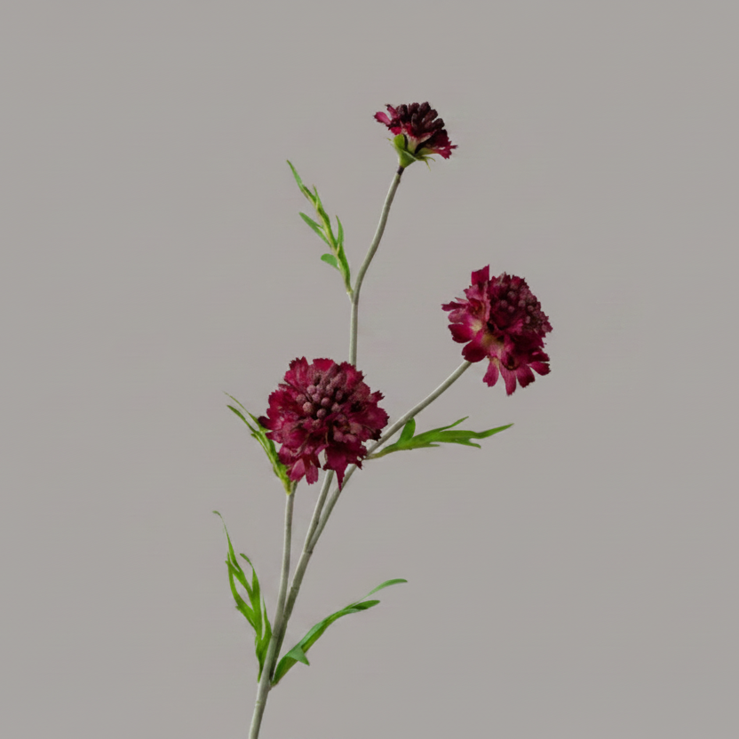 Silk Scabiosa