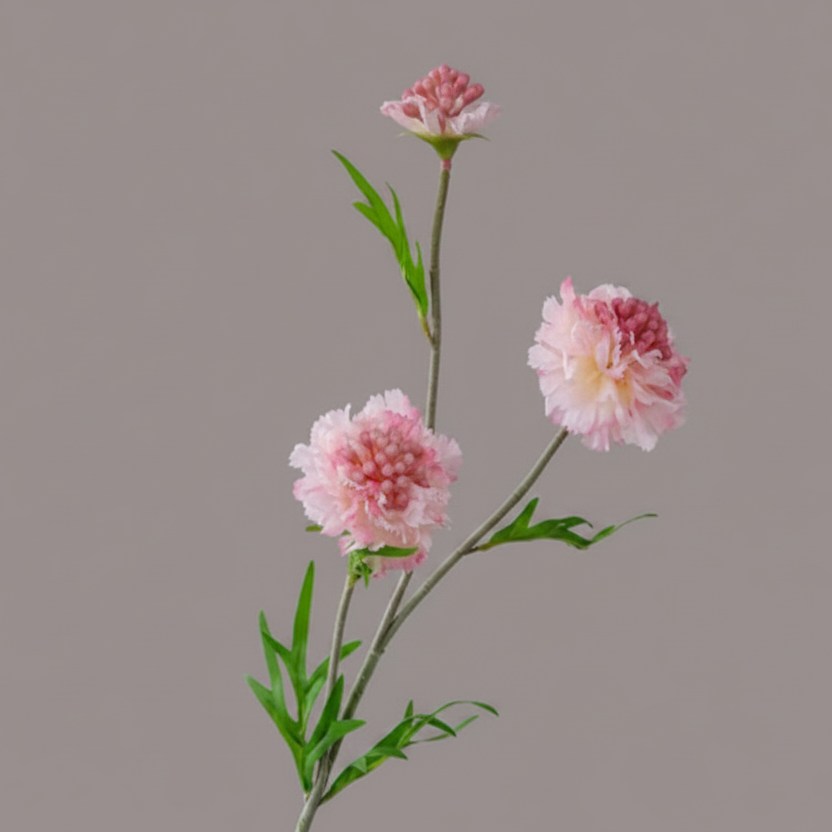Silk Scabiosa