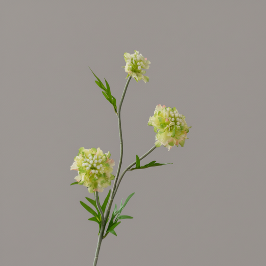Silk Scabiosa