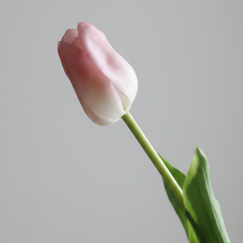 Real Touch Tulip